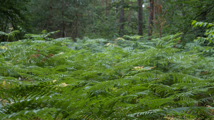Fototapeta premium fem in a forest, spring