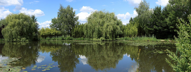 Panoramique sur un étang et sa végétation aquatique  typique