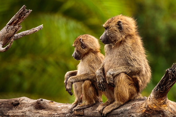 Closeup shot of two beautiful baboons sitting on the trunk in the Serengeti national park, Tanzania