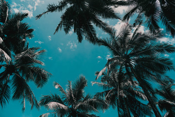 Fototapeta na wymiar Coconut palm trees against sky and white cloud in tropical island.