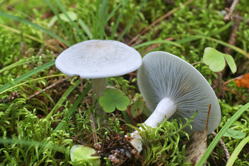 Clitocybe odora, known as the aniseed toadstool or aniseed funnel cap, wild mushrooms from Finland