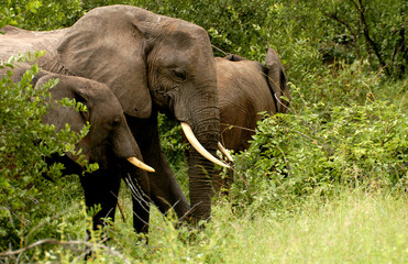 elephants among the green grass
