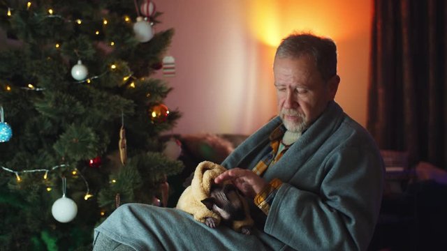 Indoor portrait of adult bearded caucasian man petting beautiful hairless sphynx cat resting in living room with Christmas tree lights decoration on background. New Year evening time with family.