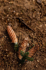 pine leaves and fallen cones on the ground