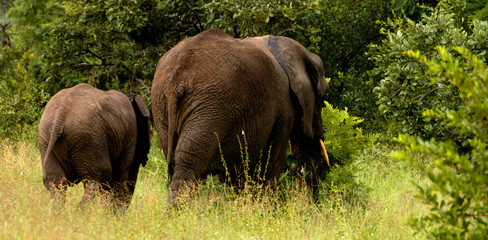 elephants on their backs, moving among the green grass  