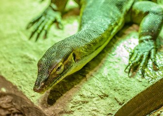 small monitor lizard portrait laying on rock