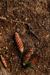 pine leaves and fallen cones on the ground
