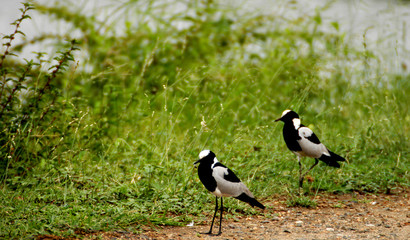bird couple with green background