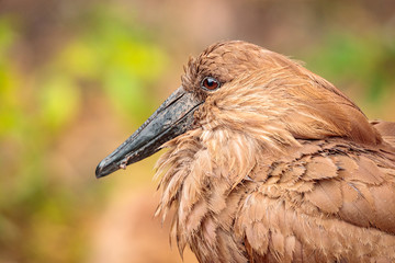 Closeup shot of a hamerkop in the Serengeti national park in Tanzania