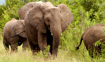 Naklejka na ściany i meble group of elephants walking among the trees