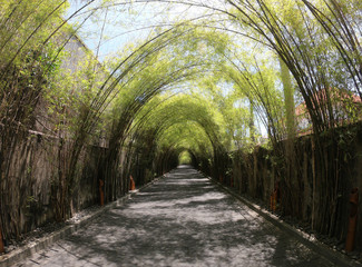 Bamboo Tunnel at Seminyak, Bali.