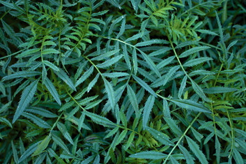  Polyscias fruticosa Harms leaf