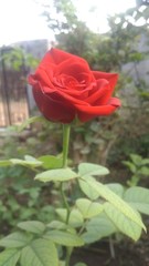 Red rose in home garden 