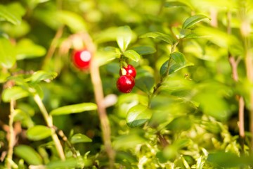 red berries on a branch