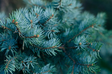 Naklejka na ściany i meble Closeup of Christmas fir tree branch outdoor background