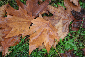 Brown dry fallen Maple leaves on green grass covered by rain on autumn season. Autumn background