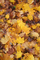 Naklejka na ściany i meble Autumn foliage background. Fallen yellow and brown Maple tree leaves