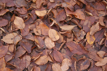 Autumn foliage background. Fallen orange and brown European or Common Hornbeam tree leaves