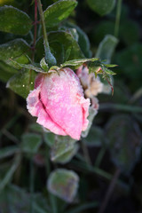 Frost on Rose plant and flower in the garden. Winter background