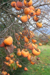 Ripe persimmon fruits on branch in the garden.  Diospyros kaki  tree on winter