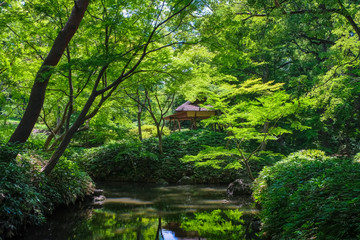 新緑の六義園 つつじ茶屋