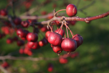 Small red ornamental apples on branch against green grass in the orchard on a sunny day