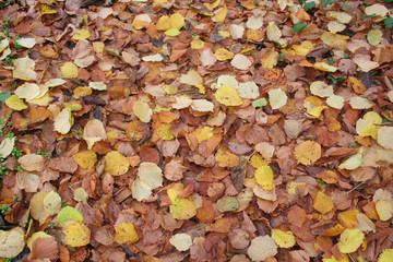 Autumn foliage background. fallen yellow and brown Hazelnut  tree leaves