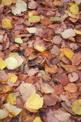 Autumn foliage background. fallen yellow and brown Hazelnut  tree leaves