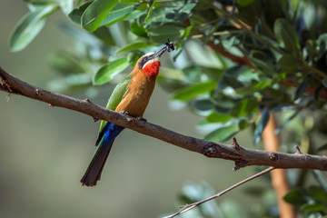 White fronted Bee eater eating insect in Kruger National park, South Africa ; Specie Merops bullockoides family of Meropidae