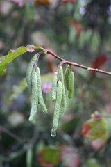 Green male flowers of a common hazel covered by raindrops on autumn season. Corylus avellana tree