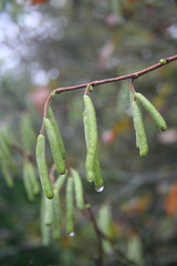 Green male flowers of a common hazel covered by raindrops on autumn season. Corylus avellana tree