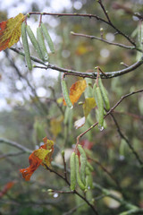Green male flowers of a common hazel covered by raindrops on autumn season. Corylus avellana tree