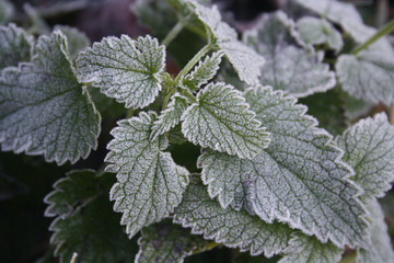 Fototapeta na wymiar Frost on common nettle plant in the garden on winter season in selective focus. Urtica dioica