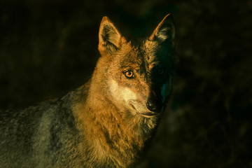 Wolf, Canis Lupus, Tierschutz, Artenschutz