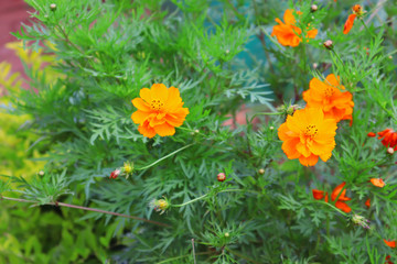 yellow daisy flowers in the garden in Indian hillstation 