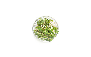 Assortment of baby sprouts of microgreens on white