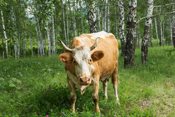 Naklejka na ściany i meble a cow in the woods among the birches is looking at you