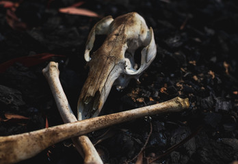 burnt kangaroo skull and bones 