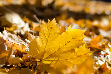 yellow maple leaves lie on the ground
