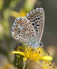 Polyommatus bellargus The Adonis blue small blue-winged male butterfly waving on Dittrichia viscosa