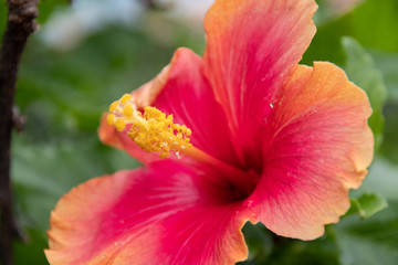 Fototapeta premium ハイビスカス