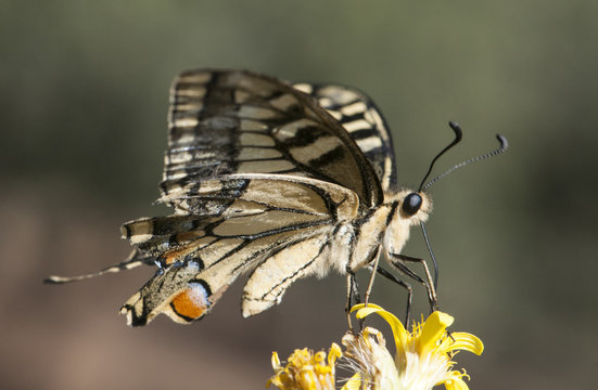 Papilio machaon common yellow swallowtail a large butterfly of the Papilionaceae family of beautiful yellow red black colors perched on Dittrichia viscosa flower