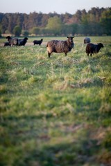 Fototapeta na wymiar Sheep in Gotland, Sweden