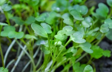 closeup of a plant