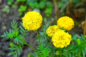 yellow flower