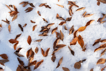 red leaves in snow