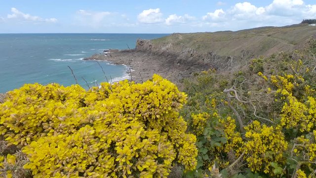 Footage of yellow gorse.flowers moving in the wind on the coastline in.Brittany in North of France