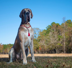 Lonely looking Great Dane purebred dog