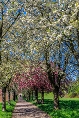 Naklejka premium Cudowne malownicze rzędy kwitnących wiśni sakura i zielony trawnik wiosną w Niemczech. Białe kwiaty wiśni. Aleja kwitnących wiśni Sakura.