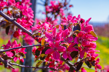 Fototapeta premium Red rose Flowers and Bud of Apple tree in early spring. Pink Apple blossom in springtime, close up. Honey bee and blossom with bokeh lihgt background